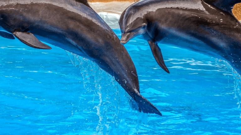 dwa delfiny skaczące nad błękitną wodą