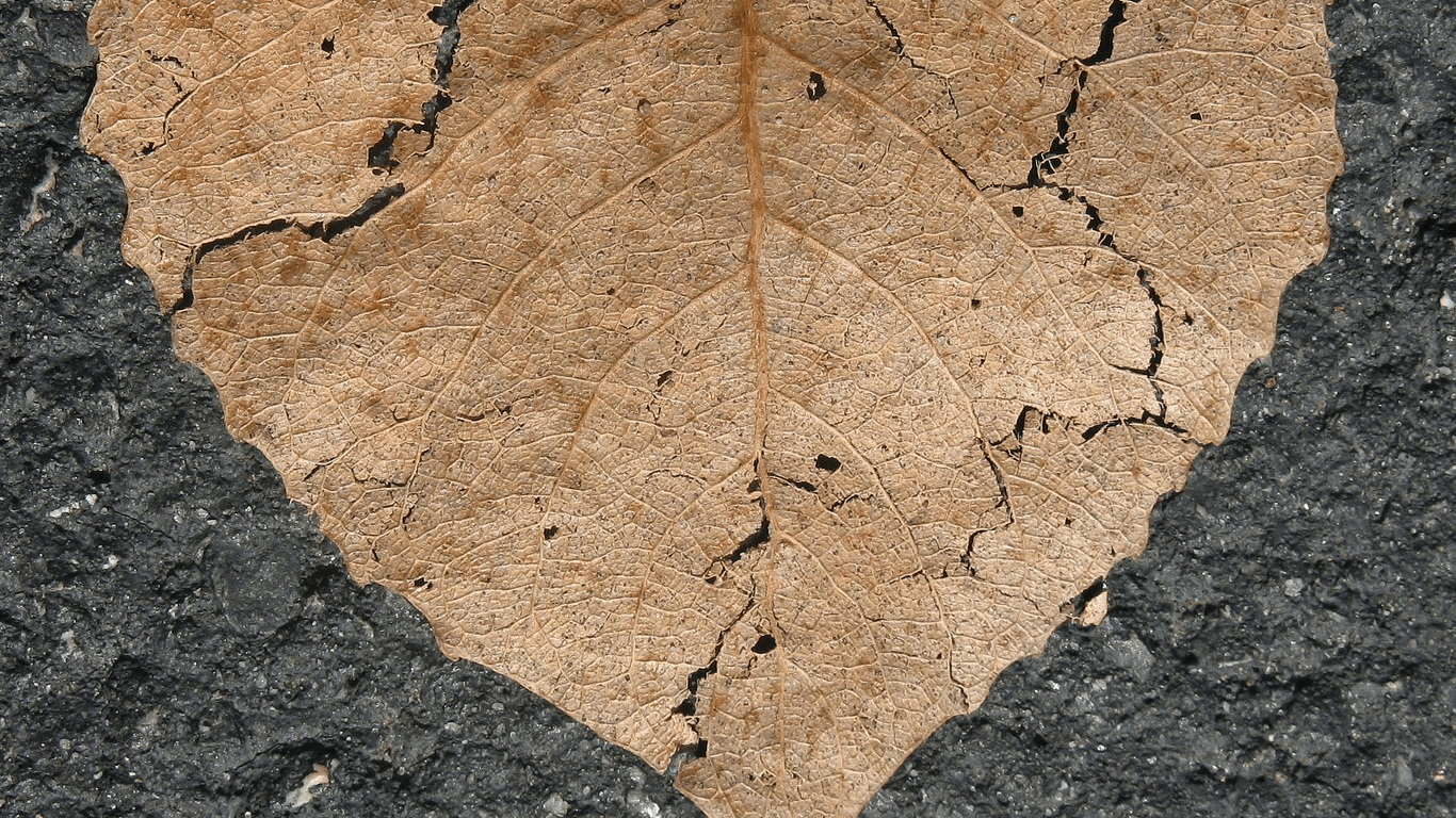 popękany-liść-brązowy-wysuszony